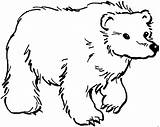 Orsi Oso Ausmalbilder Pardo Mewarnai Polar Beruang Tiere Carle Ausmalbild Caminando Binatang Lucu Coloriage Gaddynippercrayons sketch template