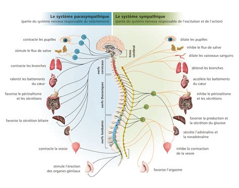 structure de la colonne vertebrale  du systeme nerveux