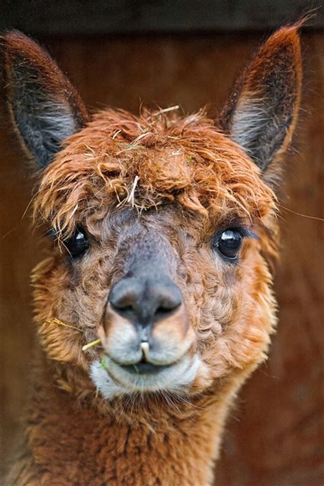 images  llama alpacas  vicunas  pinterest happy