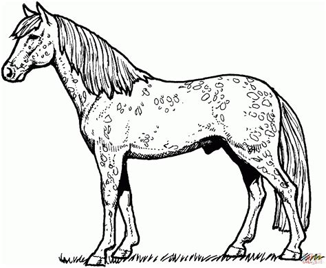 american saddlebred mare horse coloring page  printable
