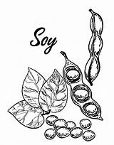 Soya Soybeans Soybean sketch template