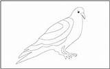 Coloring Pigeon Tracing Birds Pages Mathworksheets4kids sketch template
