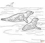 Foca Colorare Leopard Seal Kolorowanki Morskie Kolorowanka Bianca Dzieci Leopardo Druku sketch template