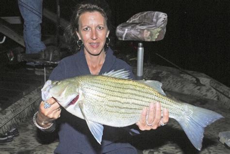 Tips To Identify White Bass Stripers And Hybrid Striped Bass