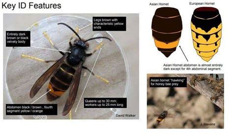 Beekeepers Prepare To Resist Invasion Of The Asian Hornets