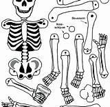 Coloring Pages Skeleton Body Human System Systems Printable Bone Bones Kids Digestive Parts Muscular Getcolorings Organs Color Preschoolers Size Getdrawings sketch template