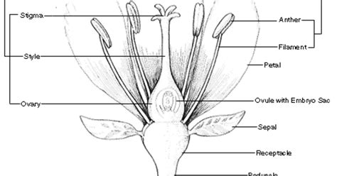parts   flower  illustrated guide amnh