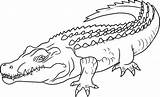 Planse Colorat Crocodil Desene sketch template