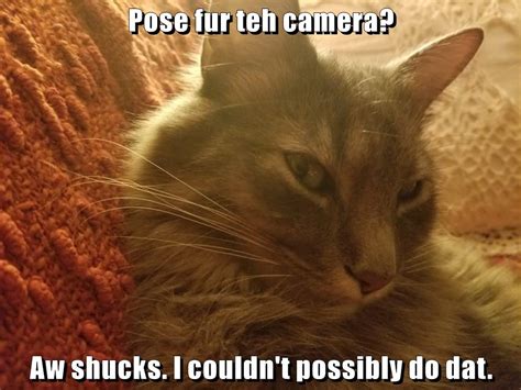 Pose Fur Teh Camera Lolcats Lol Cat Memes Funny Cats Funny Hot Sex