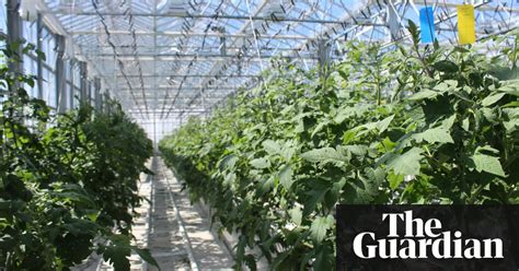 Greenhouse In The Sky Inside Europe S Biggest Urban Farm Cities