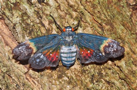 blue  red moth sitting  top   tree