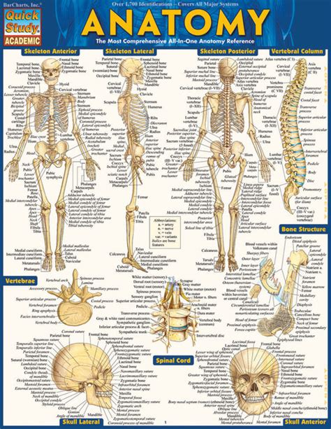 anatomy chart clinical charts  supplies