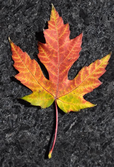 amazing maple leaves