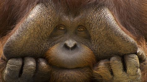 nature animals orangutans face sad eyes hand muzzles closeup wallpapers hd desktop