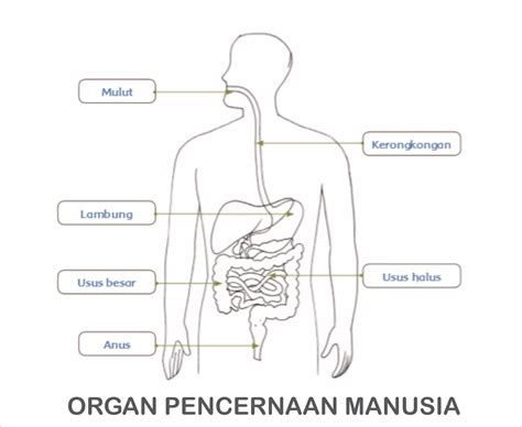 diagram  penjelasan fungsi organ pencernaan  manusia gurunenet