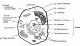 Cells Labeled Membrane Eukaryotic Coloringhome Worksheets Markcritz sketch template