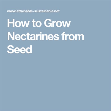 grow nectarines  seed seeds nectarines nectarine
