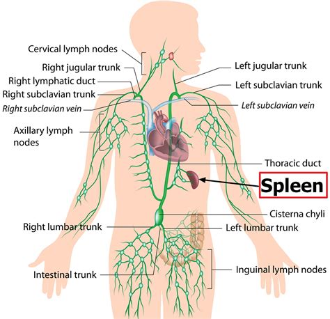 spleen location function symptoms  enlarged ruptured spleen
