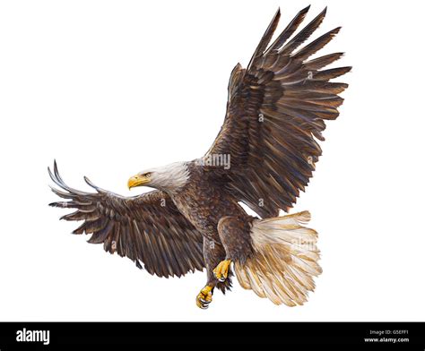 bald eagle flying hand draw  paint color  white background