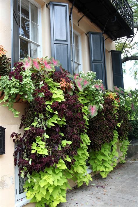 Balkon Pflanzen und Blumen: Blütenpracht und Sichtschutz