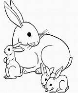 Conejo Conejos Crias Animales Dibujo Conejitos Colorearimagenes Dibujosparacolorear Hermoso sketch template