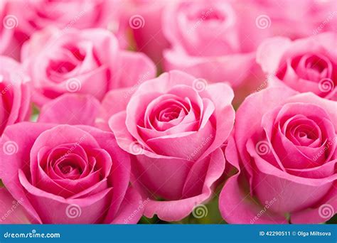 Beautiful Pink Rose Bouquet