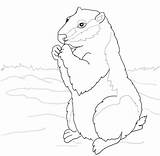 Coloring Woodchuck Pages Groundhogs Color Ground Squirrel Supercoloring sketch template