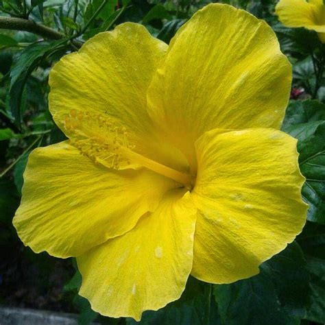 jual pohon bunga sepatu aneka macam warna bunga bunga