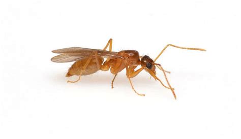 drone ant animals   world animals world