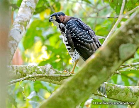 breeding record  gray bellied hawk  amazonia avian report