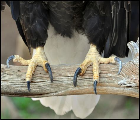 american bald eagle talons flickr photo sharing