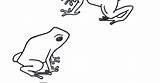 Frog Dart Poison Coloring Sheet sketch template