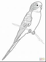 Coloring Parrot Budgie Pages Budgerigar Printable Perruche Coloriage Bird Supercoloring Print Colouring Drawing Imprimer Adult Parakeet Budgerigars Color Click Parrots sketch template