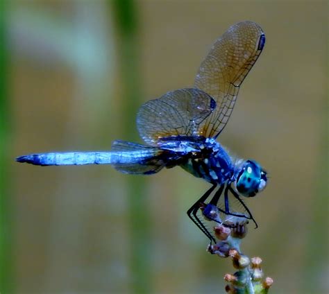 food  gardens dragonflies