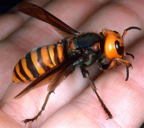 Japanese Giant Hornet It S Four Inches Long And Its Venom Dissolves