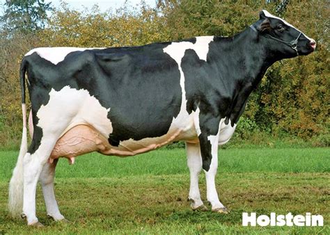 great dairy breeds pet cows  pictures