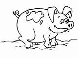 Coloring Mud Pig Pages Kids Choose Board Colouring sketch template