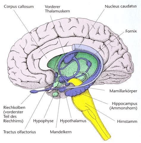 limbisches system