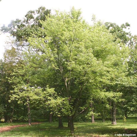 silver maple trees  sale  arbor days  tree nursery arbor