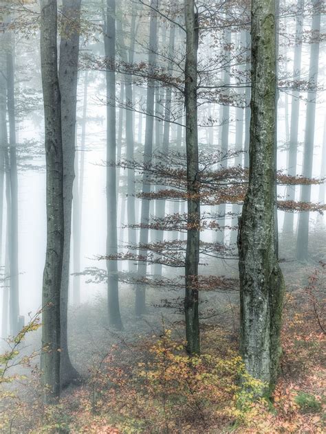 buchenwald im nebel foto bild landschaft wald nebel bilder auf
