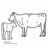 Cow Calf Angus Coloring Pages Cows Calves Cattle Line Color Sheep Drawings Own Cartoon Kids Drawing Farm sketch template