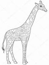 Giraffe Coloring Illustration Book Adults Vector Adult Stock Lines Preview Depositphotos sketch template