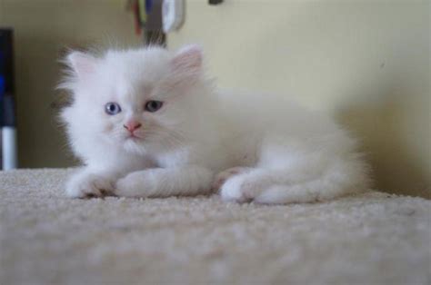 doll face persian kitten solid white  sale  pelham  hampshire classified