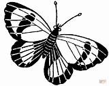 Kleurplaten Farfalle Vlinder Animali Kleurplaat Butterfly sketch template