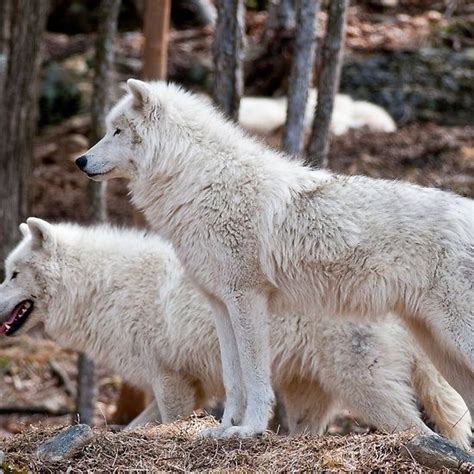 3827 best images about favorite wolf pictures on pinterest