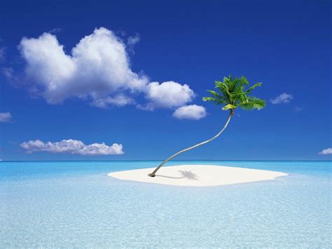 tree palm tree sand bends gulf island