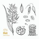 Oats Vector Illustrations Clip Returned Zero Sorry Results Search sketch template