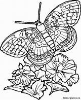 Vlinders Kleurplaten Kleurplaat Butterfly Butterflies Colouring Schmetterling sketch template