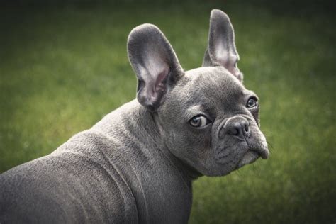clean french bulldog ears healthyhearingclubnet