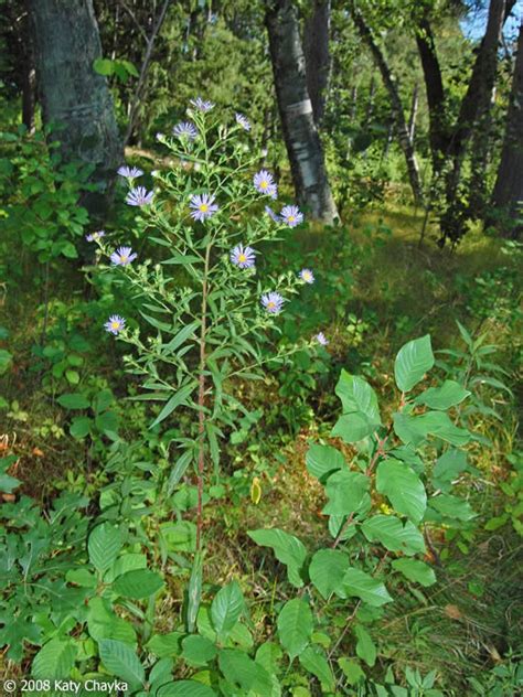 symphyotrichum puniceum purple stemmed aster minnesota wildflowers
